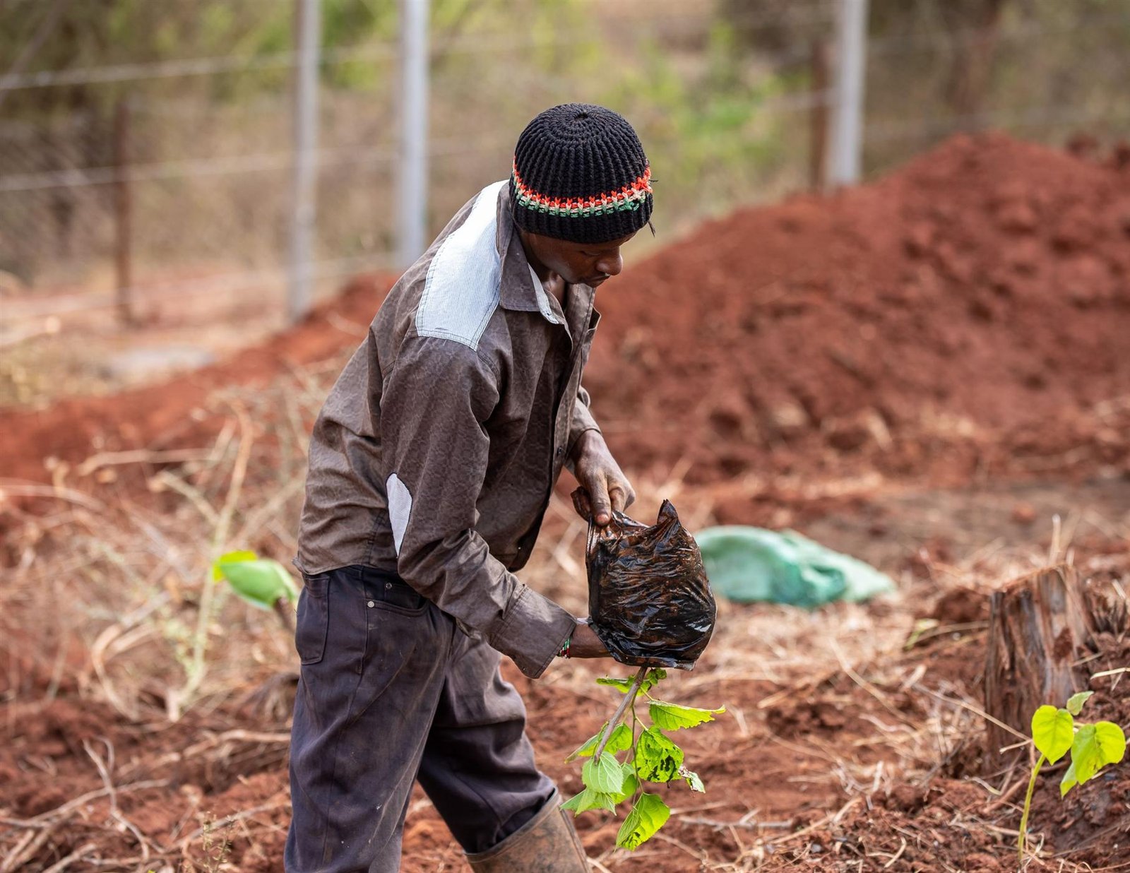 Community tree-planting and reforestation work in the Ethiopian highlands
